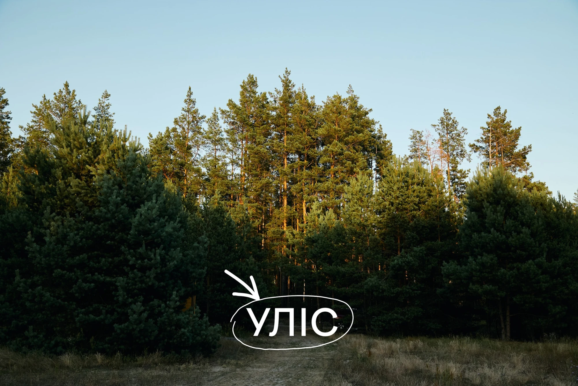 Уліс Дудки
