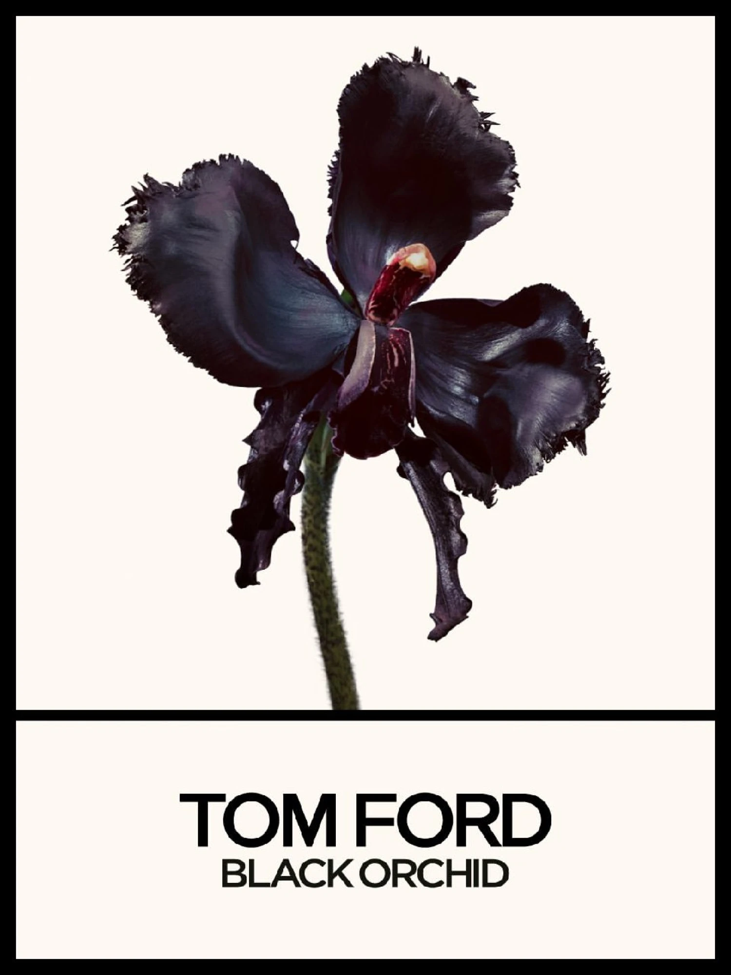 Тільда Свінтон у кампейні Tom Ford 