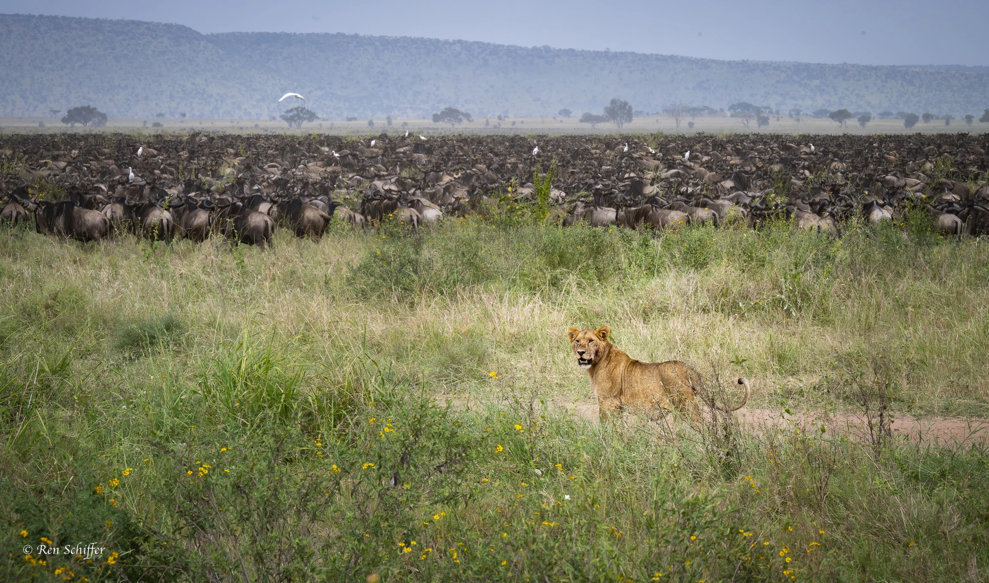 сафарі екзотичний тур