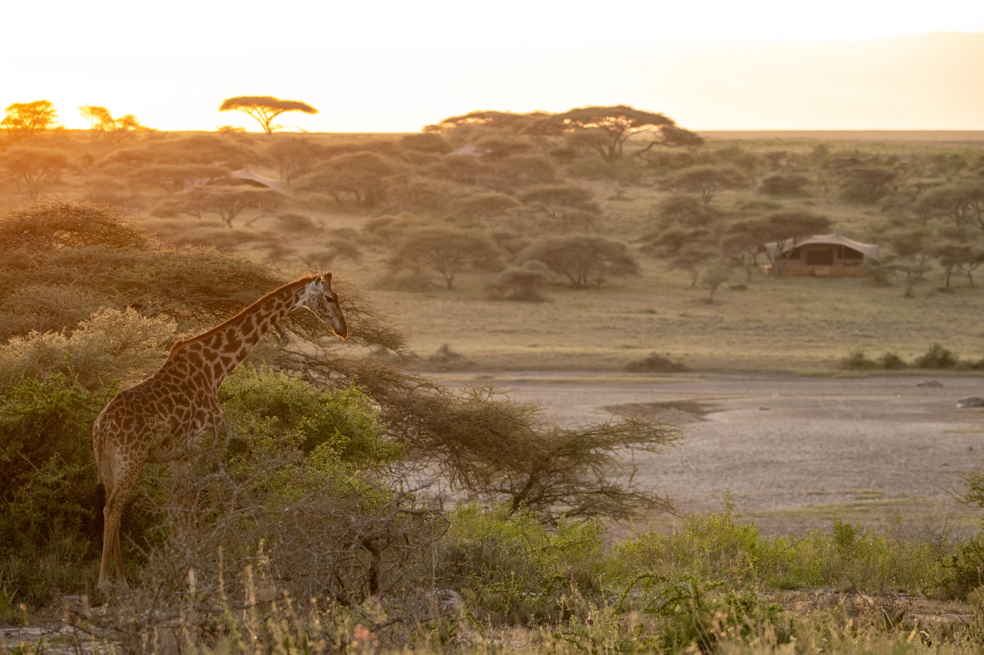 сафарі мисливство