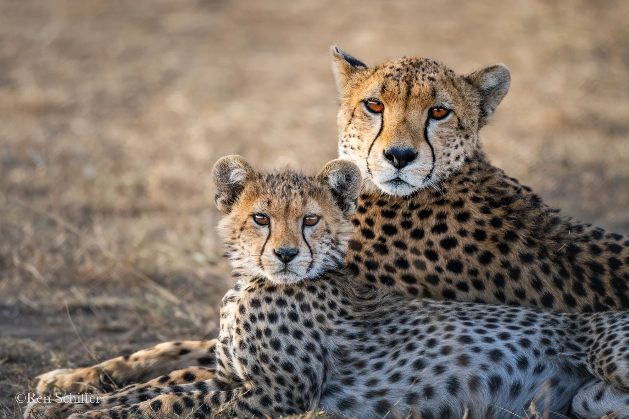 ягуар Африка