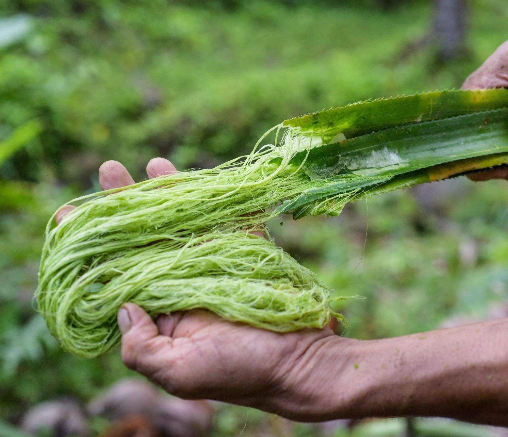 одяг з волокна ананасу