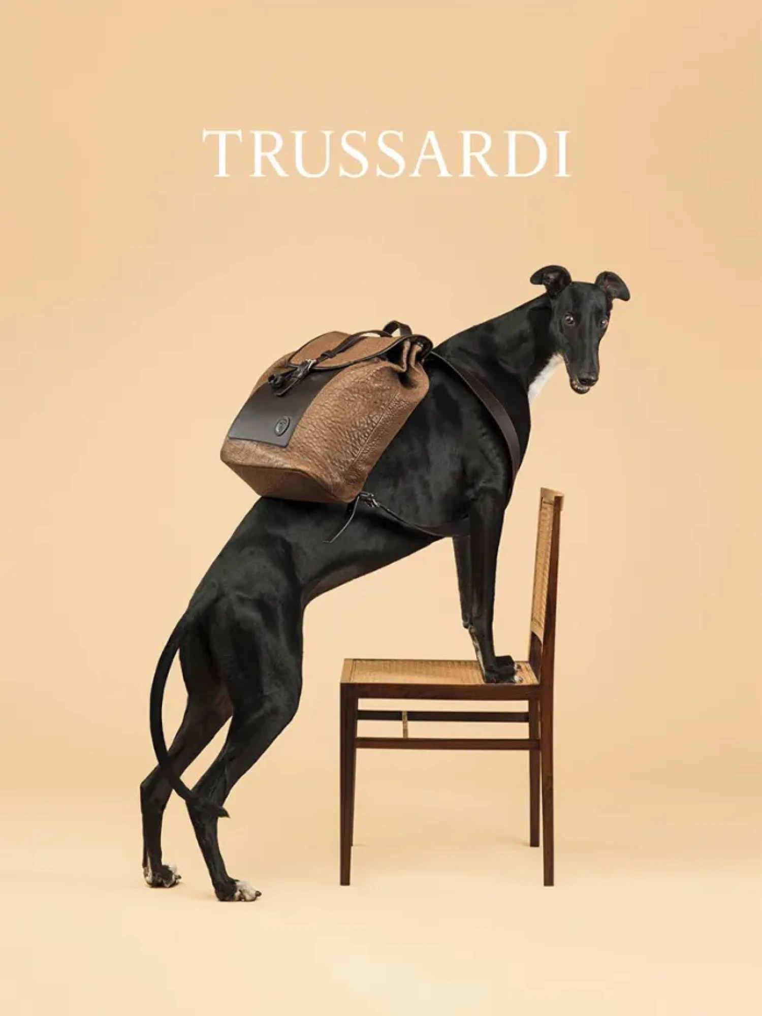 Хорт у рекламній кампаній Trussardi