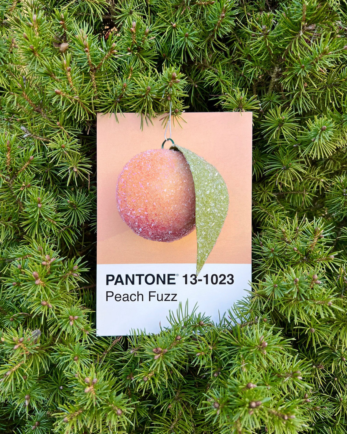 Головний колір 2024 року — 13-1023 Peach Fuzz